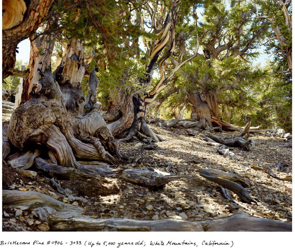 Ancient Tree ‘Discovered’ to Be 1,000 Years Old After Unexpected Growth Spurt