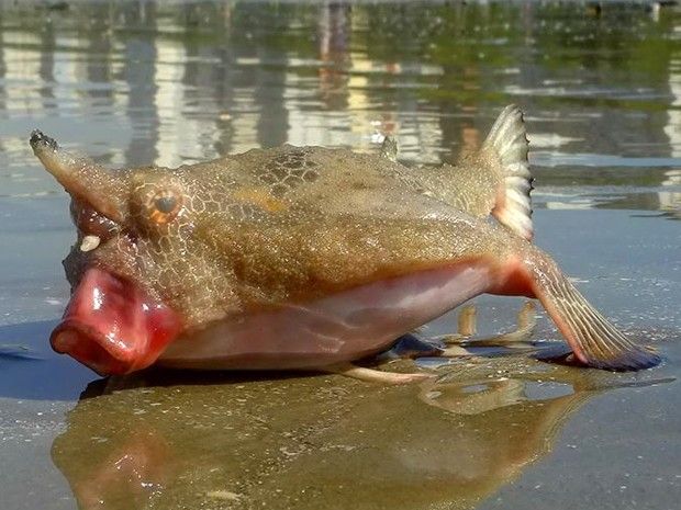 Bizarre Event: Massive Sea Creature Washes Ashore in Brazil, Sparks UFO Theories