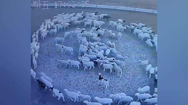 Hundreds of Sheep Mysteriously Walk in Circles for 12 Days Straight in China