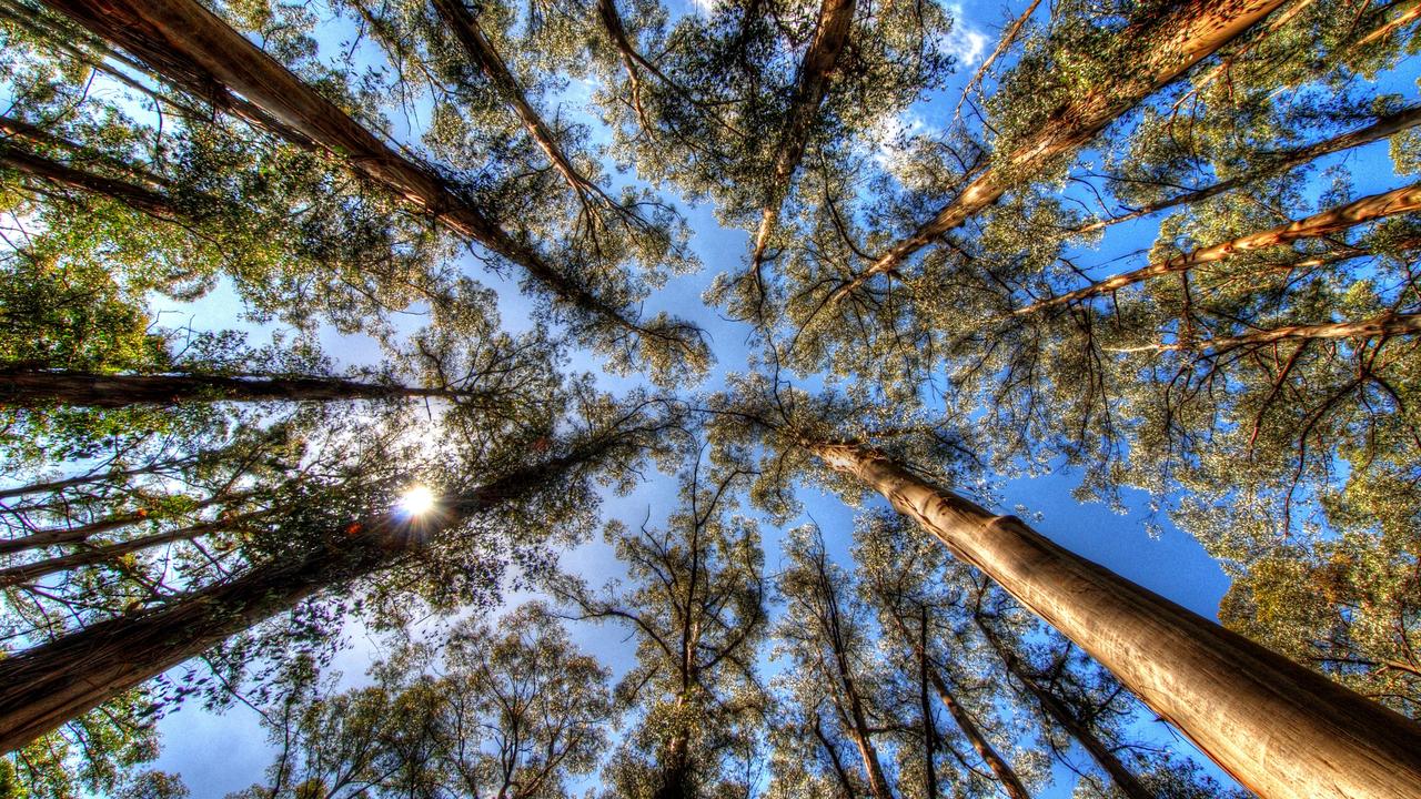 Mysterious ‘Dancing’ Trees in Australia: Forest Goes Viral After Odd Phenomenon