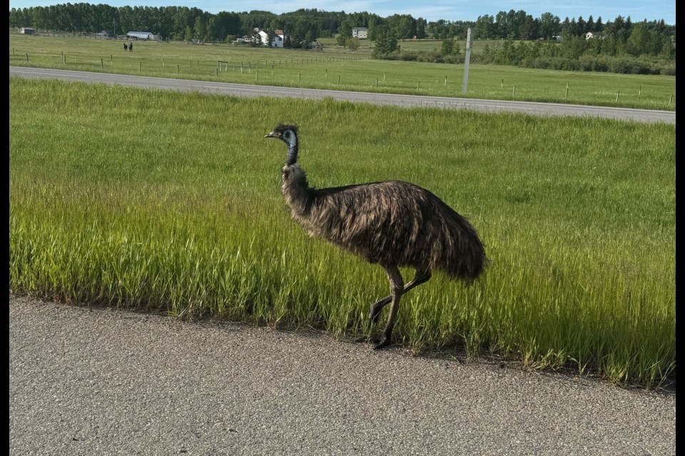 Loose Emu Causes Chaos on Indiana Highway Before Being Safely Captured