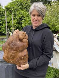 The World’s Largest Potato Discovered in New Zealand: A Starchy Giant