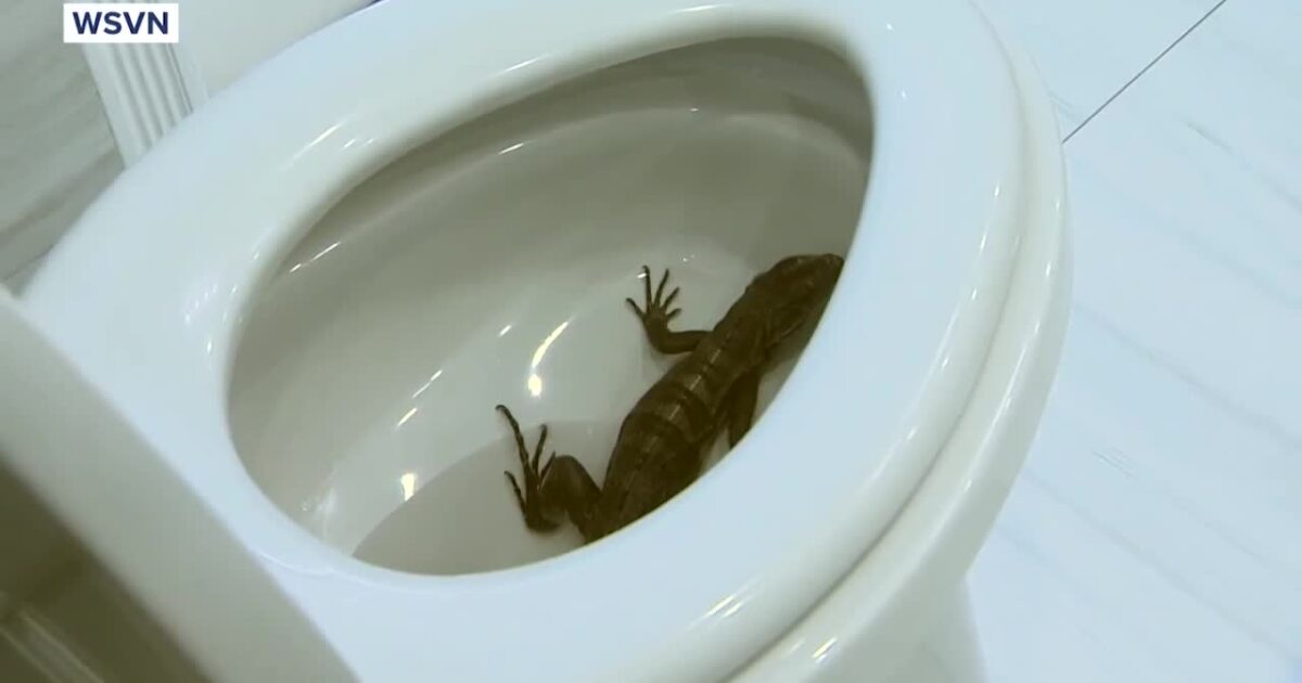 Florida Man Finds Iguana in His Toilet for the Third Time This Year