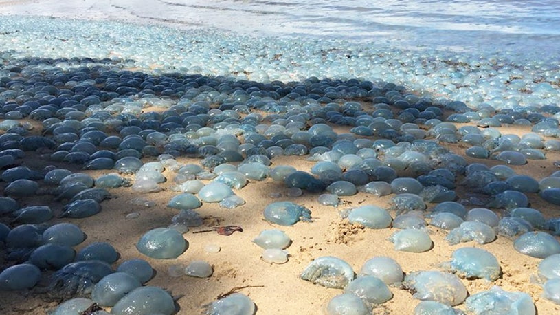 Hundreds of Jellyfish Invade Australian Beach: A Colorful but Confounding Sight